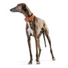 HUNTER Cannes Leather Collar, 60 cm, Orange
