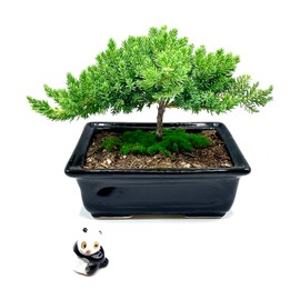Live Dwarf Juniper Bonsai Tree | Indoor/Outdoor | 100% Handcrafted| Home and Office Décor | Best Gift for Holiday (sm)