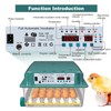 CoInceptus Incubators for Hatching 36 Eggs with Automatic Egg Turning
