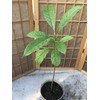 Avocado Fruit Tree Live Plant 25” Ready To Plant No