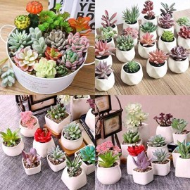 Nygardenia Cultivate Your Garden Oasis with 200pcs Mixed Succulent Plant Seeds