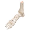 3B Scientific A31 Foot and Ankle Skeleton Model + free