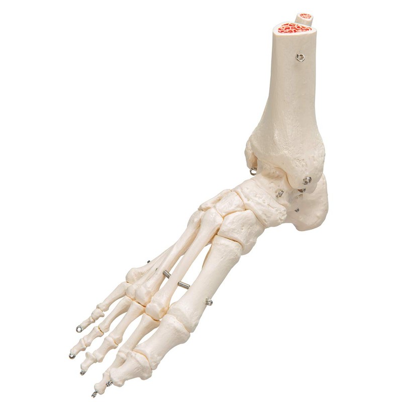 3B Scientific A31 Foot and Ankle Skeleton Model + free