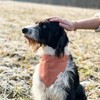 Pettsie Dog Bandana with Collar and Friendship Bracelet, Adjustable Sizes