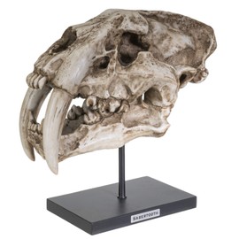 SUMMIT COLLECTION Polystone Resin Sabertooth Tiger Skull Replica Model On Stand with Name Plaque Home Decor Interior Design Sculpture 12.5 Inches Wide