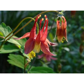 Flowers Eastern Red Columbine Aquilegia canadensis Native Perennial 50 seeds Hummingbird