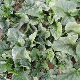 Viroflay Spinach 1 Oz ~2,500 Seeds – Non-GMO, Heirloom French Spinacia oleracea – Fast-Growing, Semi-Savoyed, Crisp Leaves – Grows in Containers or Garden Beds – Cool Season Greens