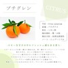 e-aroma Petite Glen 100g Essential Oil Essential Oil Aroma Oil