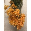 Peter's 10-30-20. 2 Pounds. Blossom Booster Water Soluble Fertilizer with