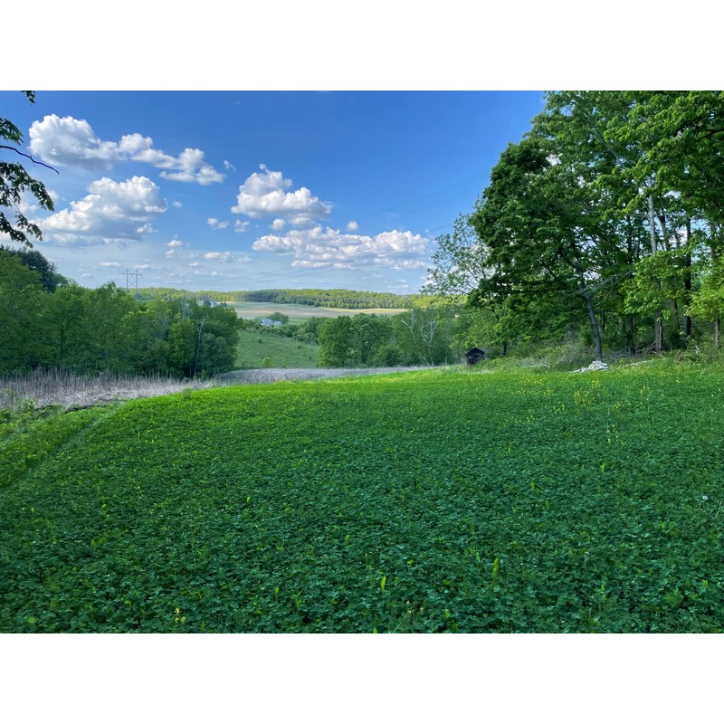Hale Habitat & Seed Clovers, Alfalfa, & Chicory Food Plot