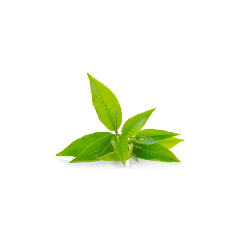 Matcha Premium En Polvo - Orgánico 100 Gramos