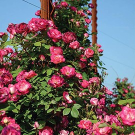 Heirloom Roses Climbing Rose Plant - Cancan™ Pink Rose Bush, Climber Roses Live Plant for Planting Outdoors