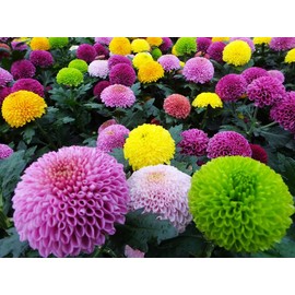 100PCS Mixed Color Pompon Chrysanthemum Seeds Pompon Mum Courtyard Flower Seeds