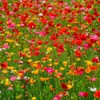 4100+ Mixed California Poppy Seeds for Planting, Non-GMO Native Heirloom,