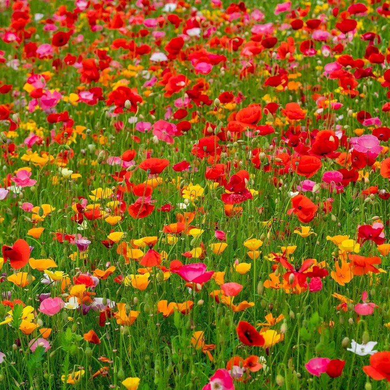 4100+ Mixed California Poppy Seeds for Planting, Non-GMO Native Heirloom,