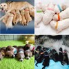 Fabselection Pet Identification Collars, Set of 15 Colors Newborn Pet