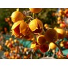 20 American Bittersweet Vine Seeds | Celastrus Scandens Tree Seeds