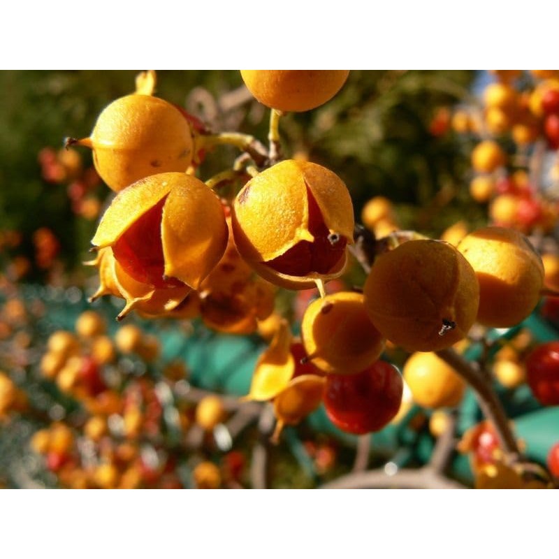 20 American Bittersweet Vine Seeds | Celastrus Scandens Tree Seeds