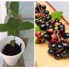 Unbranded Black Java Plum (syzygium cumini) fruit tree 6” -