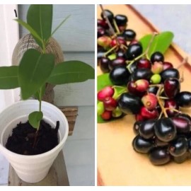 Unbranded Black Java Plum (syzygium cumini) fruit tree 6” - 10” Live Plant / Cây Trái Trâm