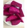 Cactus Red Dragon Fruit 2 Cutting 9-14" Hailey's Comet