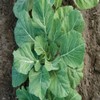 1 oz Champion Collard Seeds Collard Greens Heirloom (Approx 8,000