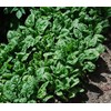 10,000 Giant Nobel Spinach Seeds Bulk Microgreens Organic Non GMO