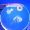 Namvo Artemia Incubator Shrimp Egg Incubator Efficient Incubator for Aquarium