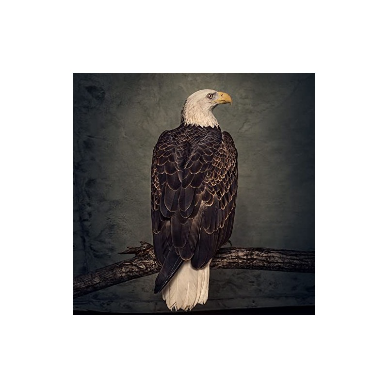 BOOK OF BAD DECISIONS