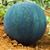 Watermelon Seeds - Black Diamond - 0.25 Oz ~100 Seeds