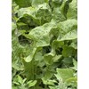 Generic Organic Dehydrated Horseradish Leaves | 50 g | Used