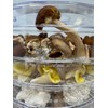 Myco Labs 350 Watt Mushroom Dehydrator with Adjustable Temperature Control