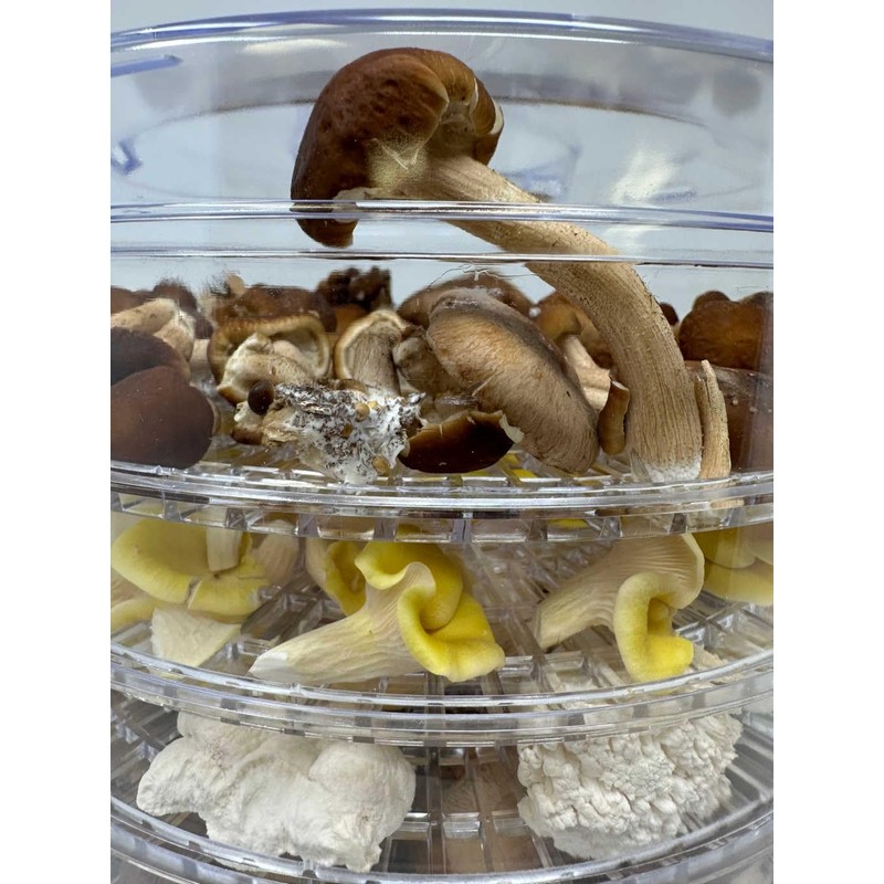Myco Labs 350 Watt Mushroom Dehydrator with Adjustable Temperature Control