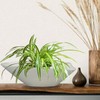 18 Inch Ceramic Bonsai Planter Pot with Drainage Hole, Glazed