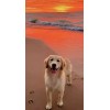 Vetriderm Jabón Dermatológico, Elanco, Para Perros (100gr)