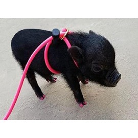 12-Foot Mini Pig Harness - Adjustable Leash for All Animals - Pigs, Ferrets, Rabbits, Guinea Pigs, Dogs, Cats, Reptile, and Chickens (Pink)