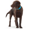Hunter, Convenience Dog Collar, Made of Innovative Plastic Mix for