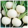 Everwilde Farms - 1 Oz Hailstone Radish Seeds - Gold