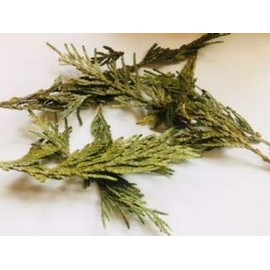 Herbs: Cedar Leaf ~ Tips ~ 1 oz ~ Wild Harvested ~ Ravenz Roost with Special info on Label