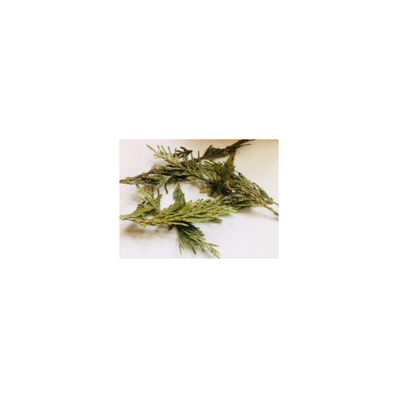 Herbs: Cedar Leaf ~ Tips ~ 1 oz ~ Wild