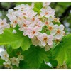 Crataegus mollis (Downy Hawthorn) Tree Seed, Fragrant, 5-petaled, White Flowers,