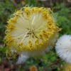 Coltsfoot Seeds (Tussilago farfara) 100+ Medicinal Herb Wildflower Seeds, Yellow