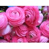 Pastel Pink Ranunculus Bulbs(10 Bulbs) Perennial Great Garden Flower Home