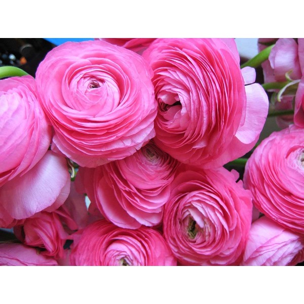 Pastel Pink Ranunculus Bulbs(10 Bulbs) Perennial Great Garden Flower Home