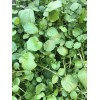 Roots 10 Watercress With Roots Live Plant Aquarium Vegetables Ready