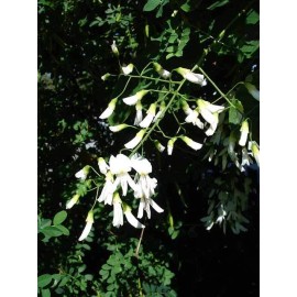 Fresh American Yellowwood (Cladrastis lutea), 10 seeds