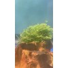 Mini Pellia aka Coral Moss 2" x 2" Riccardia chamedryfolia