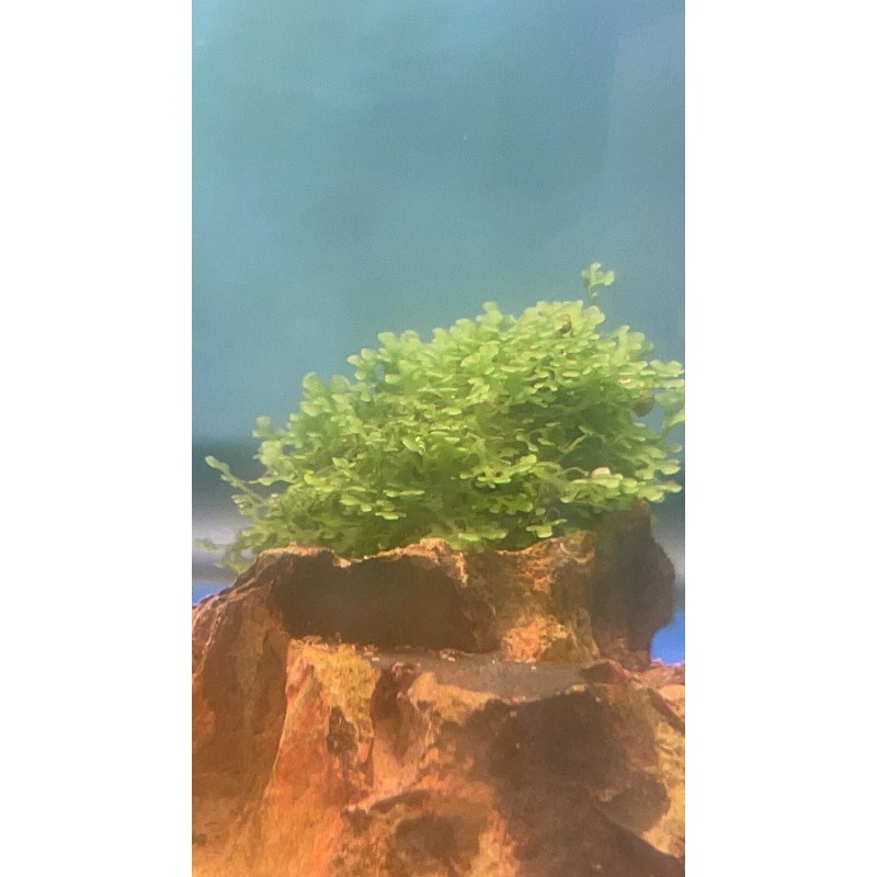 Mini Pellia aka Coral Moss 2" x 2" Riccardia chamedryfolia
