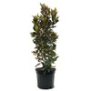 Generic Little Gem Magnolia, Compact Flowering, Hardy, Slow-Growing, Evergreen, 7
