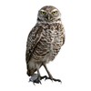 Photo Realistic Owl Window Cling - Vibrant Static Cling Window